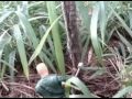 trabalho sobre a amazônia