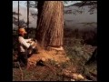 trabalho sobre a amazônia