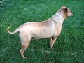 Surgery Help for A Rhodesian Ridgeback Sharpei Pet Dog