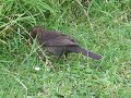 Blackbird - Catching a Worm