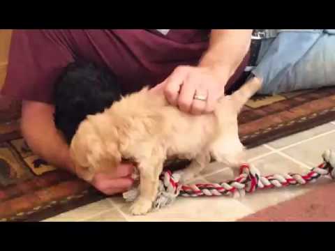 Puppies play with the pappa