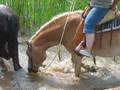 Ein Haflinger erobert mein Herz