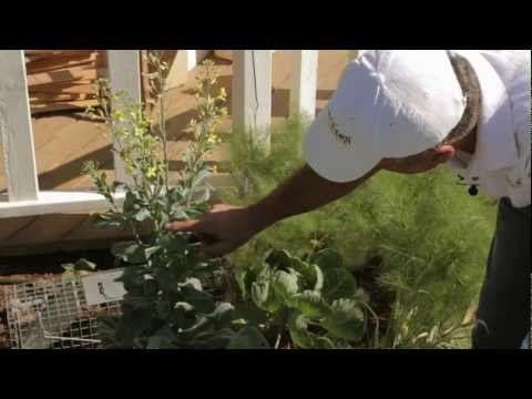 how to collect sweet corn seeds