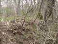 Shiloh Hog Hunting