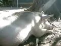 PIG Giving Birth On Video PIG Giving Birth On Video