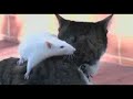 O cachorro, o gato e o rato