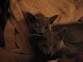 kittens cuddling kittens cuddling