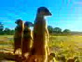 flower and zaphods video - LoVe DiArY !