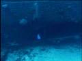 USS Mississinewa Sunk off Palau