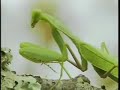 Praying Mantis Laying Eggs AM 09Apr08