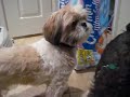 Gizmo the Shih Tzu (1 year + 5 months old) Gizmo the Shih Tzu (1 year + 5 months old)