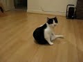 My Psycho ninja cat kicking and biting himself!