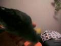 LINEOLATED PARAKEET FUKU in love with my fingers