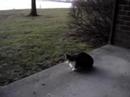 Sweet and crazy cat
