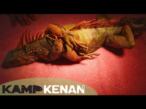 YouTube reptile video