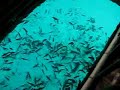 Congressman Golez, Looc, Romblon Fish Sanctuary Philippines