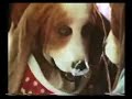 Hush Puppies