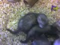 Baby ferrets at the pet store