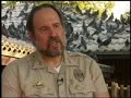 Pigeons In The City (Documentary)