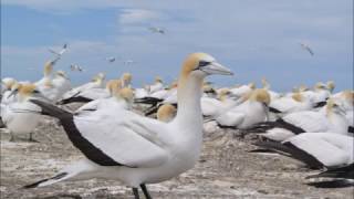 Les animaux de Nouvelle-Zélande, en film.