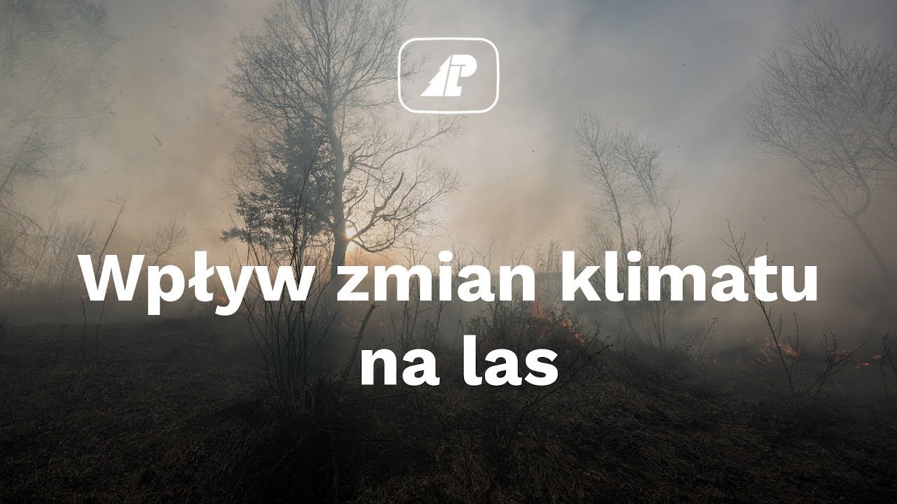 [TYLKO U NAS] B. Kempa: Rozwiązania Unii Europejskiej, które będą procedowane – chcą zabić polskie lasy