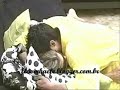 Flavinha & F�