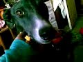 Regan - Hallucinate Pup