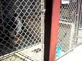 Shelter pull Kingstree SC 8/07