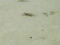 Plot Video