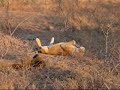Sabi Sabi Safari