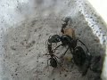 Ants Kissing ( Camponotus ligniperda ) Ants Kissing ( Camponotus ligniperda )