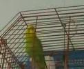 muhabbet-kuumuz.html