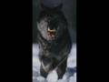 3 doors down - away from the sun (wolf edition)