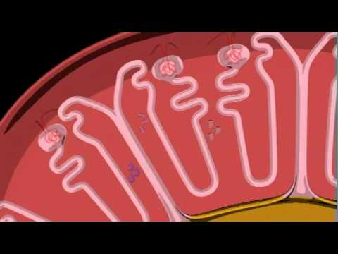 Feline Kidney Disease/Ch2 -Understanding Kidney Disease