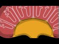 Feline Kidney Disease/Ch2 -Understanding Kidney Disease 1