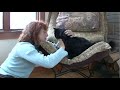 Feline Kidney Disease/Ch2 -Understanding Kidney Disease 3