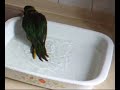 Rainbow lorikeet in bath