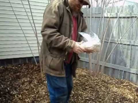 Growing Wine Cap Mushrooms