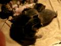 New Kittens
