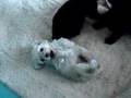 Caniche video