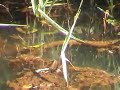 Ringslang (Natrix natrix, Grass Snake) Ringslang (Natrix natrix, Grass Snake)