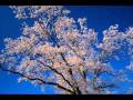 Musica classica- Ballade pour Adeline