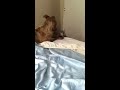 Click here to watch this video Bff's (a pitbull & kitten)