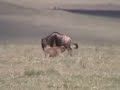 Solo hyena kills adult wildebeest