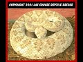 The Voice of A Viper