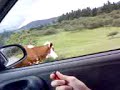 Nun dao parkea??