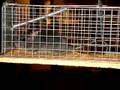 Rattenvanger pakt zwarte rat in Zundert