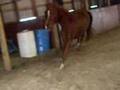 Thunder lunging