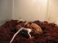 Frog Eats Mouse