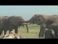 elephants in Amboseli